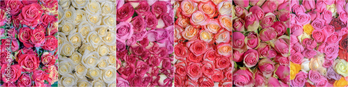 Beautiful collage of flowers. Close up. Panorama.