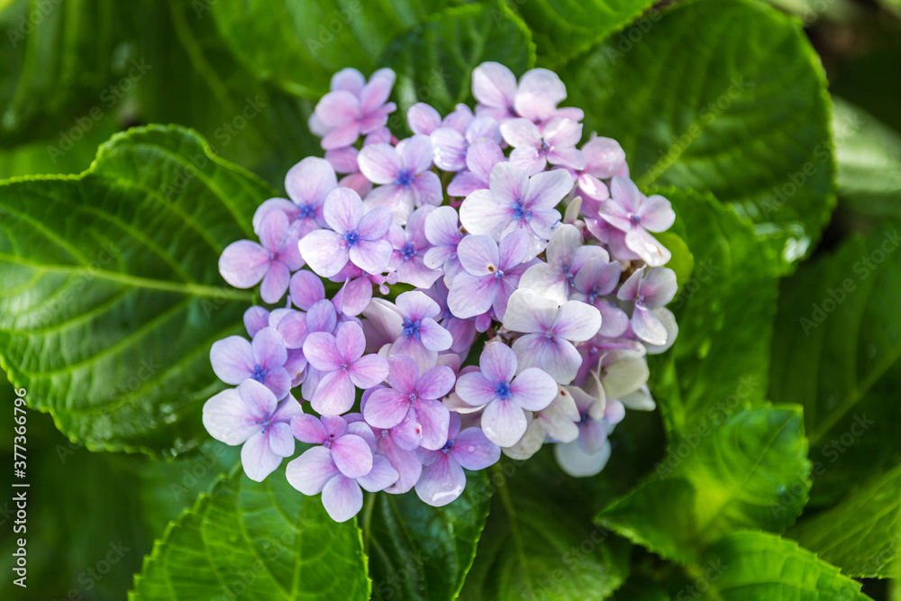 Close up of Pink hydrangeas flowers Close up of Pink hydrangeas flowers
