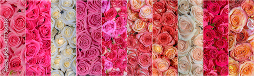 Beautiful collage of flowers. Close up. Panorama.