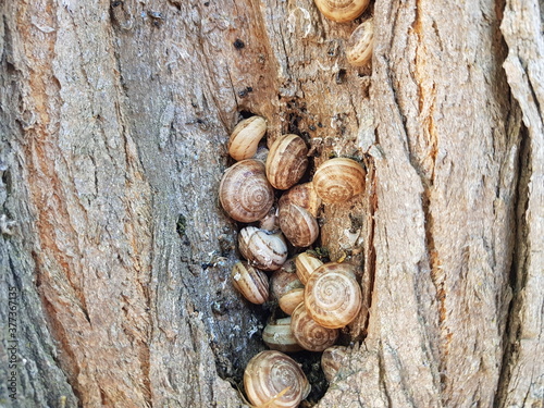 Snails on the bark of a tree. Background.