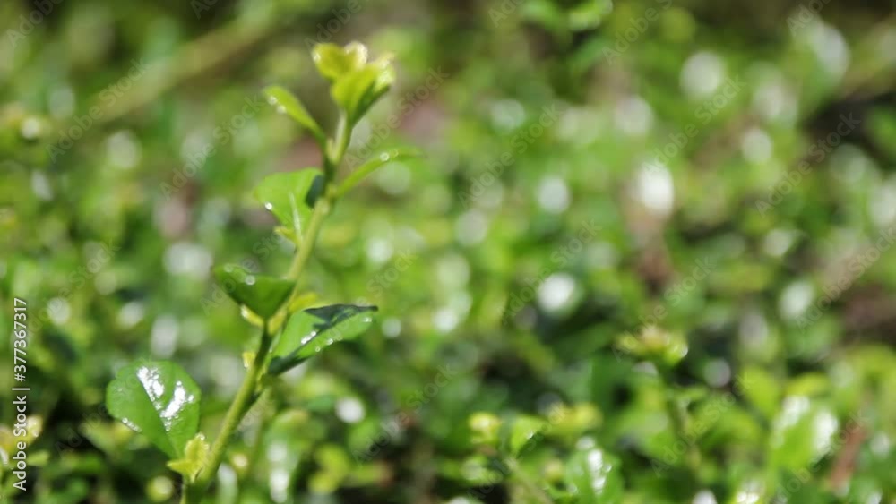 
Green leaf of Duranta repens tree 