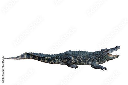 Crocodile isolated on white background  clipping path included.