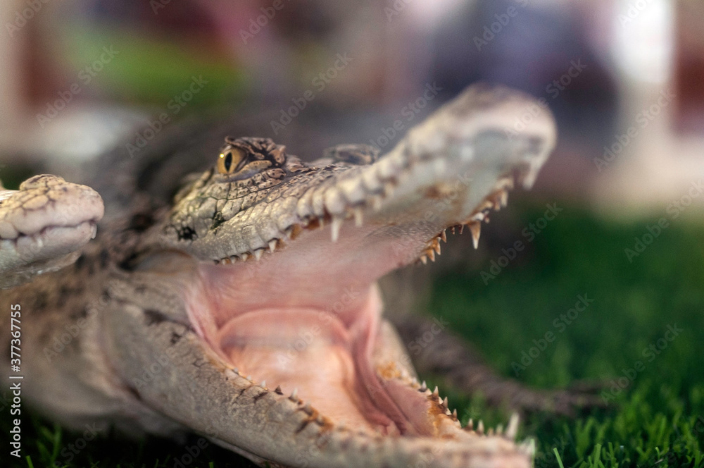 Fototapeta premium Close up eye focus large Crocodile open mouth with blur background.