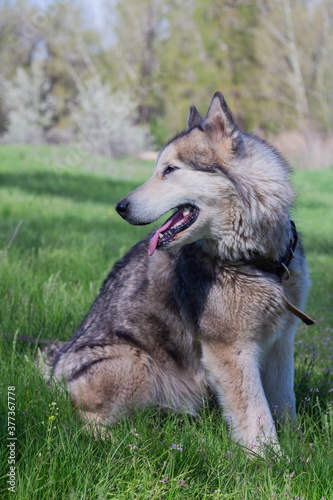 Alaskan Malamute walks in nature