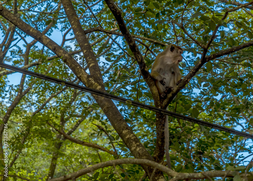 A Macague monkey plays in the forest canopy beside the rock fortress of Sigiriya, Sri Lanka