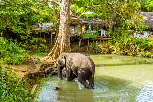 An elephant cools off in a river near to the rock fortress of Sigiriya, Sri Lanka photo