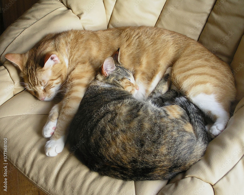 two cats curled up in an embrace - Two Cats - Pin