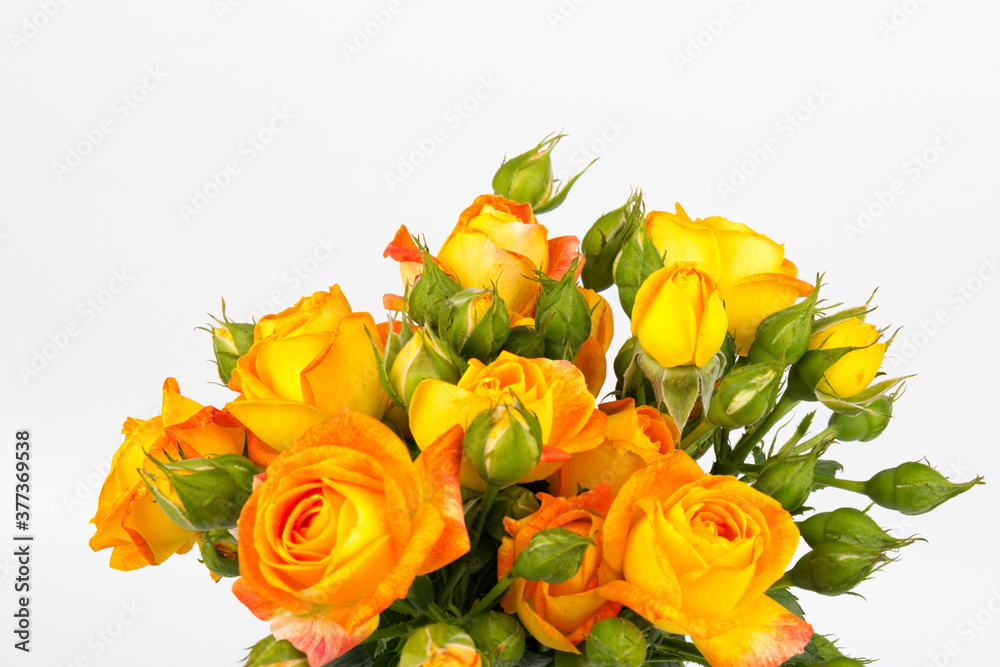 Fototapeta premium Beautifull orange roses isolated on white background. Copy space