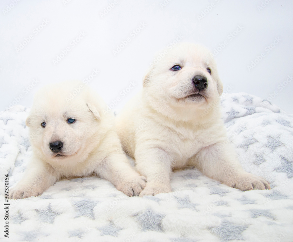 cute christmas puppy on isolated background cute christmas puppy on isolated background