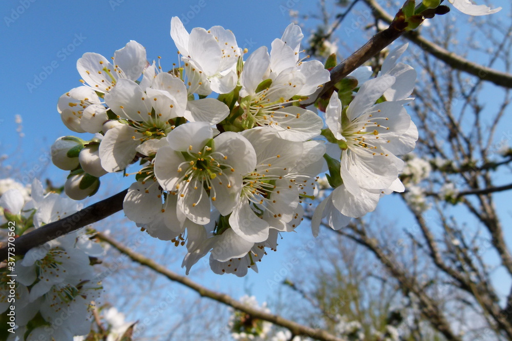 Obraz premium Apfel, Blüte, Malus domestica, weiß