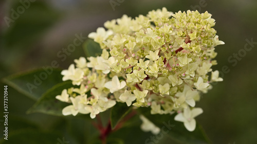 white hydrangea flower close - up on a green lawn background. autumn season, panoramic banner