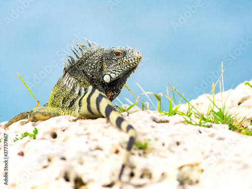 iguana at curacao photo