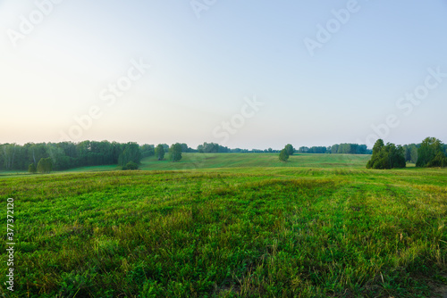 Morning light on the green summer field. Summer landscape.