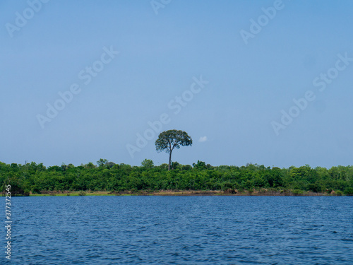 Amazon rainforest trees and river