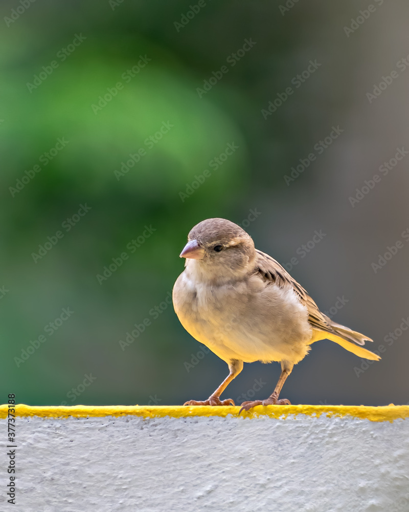 Fototapeta premium Isolated image of a female sparrrow on wall with clear green background.