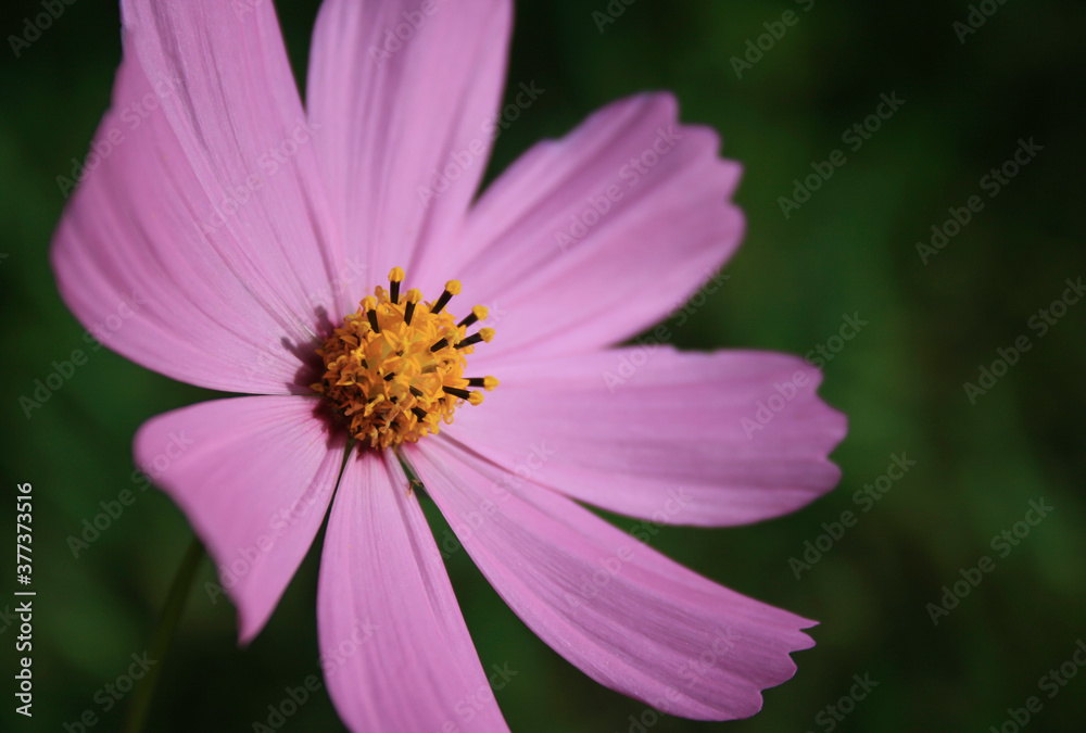 Close up of a Beautiful Pink Flower Close up of a Beautiful Pink Flower