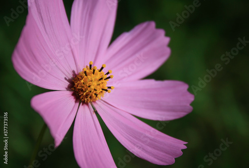 Close up of a Beautiful Pink Flower 