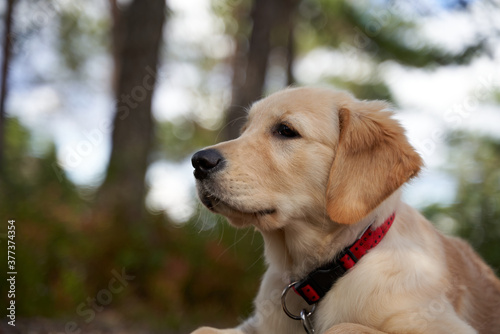 Foto A four months old golden retriever puppy in the forest