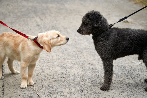 Canvas Print Two dogs are making contact, a puppy and an adult, a female and a male, a light