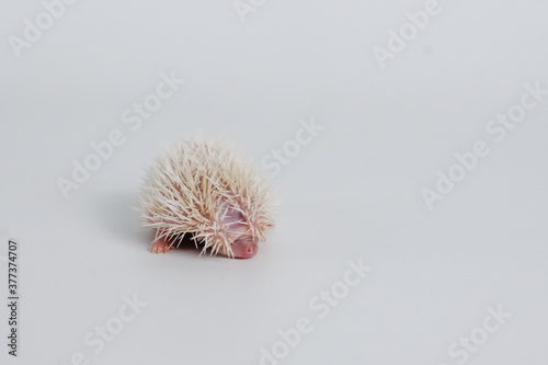 Baby hedgehog on isolated white background photo