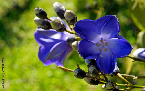 Blue flowers  Maripa violacea   Rio de Janeiro  Brazil