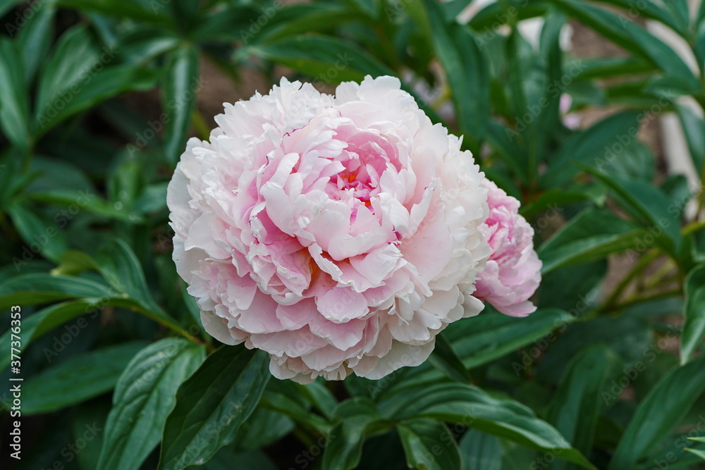 Pink peony in the summer at the dacha. Pink peony in the summer at the dacha.