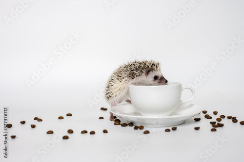 Cute baby hedgehog and a cup on white background
