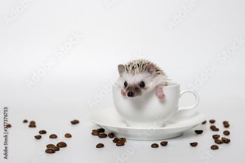 Cute baby hedgehog in a cup on white background photo