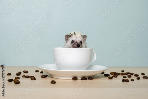 Cute baby hedgehog in a cup on the table