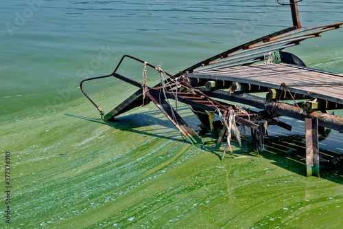 Dirty water. Bad ecology. Cyanobacteria photo