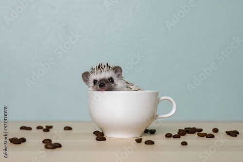 Cute baby hedgehog in a cup on the table photo