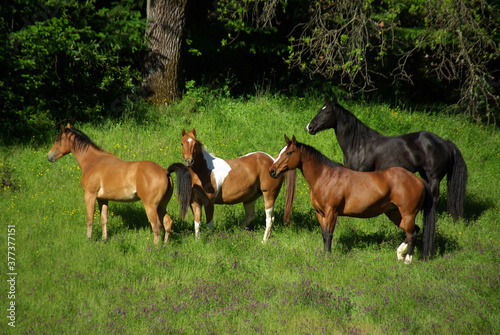 Horses Standing in Green Wooded Pasture © Nona