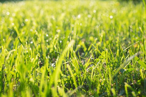 grass in dew drops at dawn. nature background