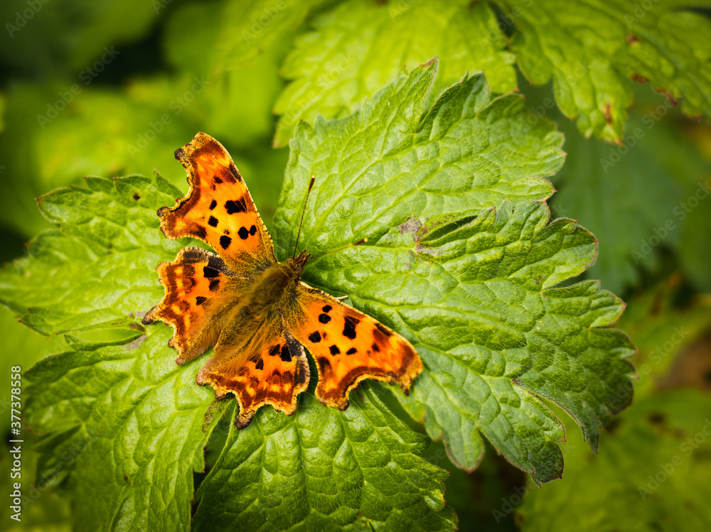 Comma butterfly on a green leaf Comma butterfly on a green leaf