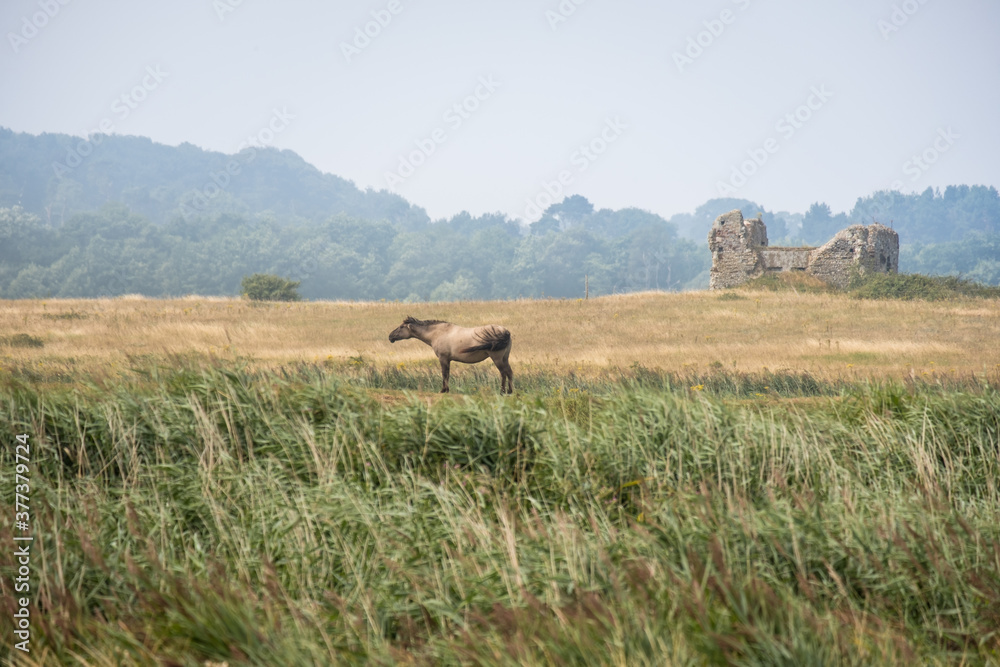 Fototapeta premium Wild horse in grassland with a ruined building