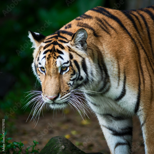 The tiger stands to look at something with interest.  Panthera tigris corbetti  in the natural habitat  wild dangerous animal in the natural habitat  in Thailand.