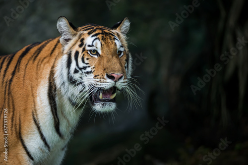 The tiger is looking for food in the forest.  © ake