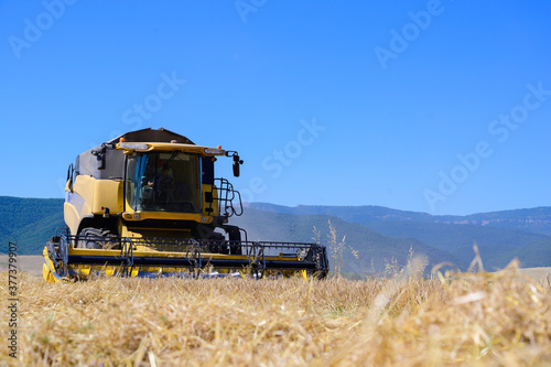 Harvester machine harvesting wheat in the field. Industry
