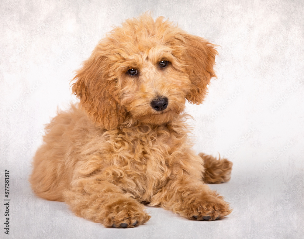 Doodle Goldendoodle