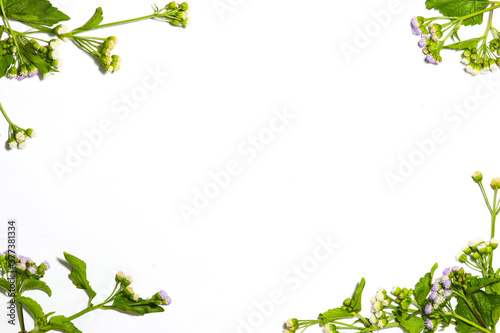 white background with whiteweed flowers in every corner. suitable for ppt photo