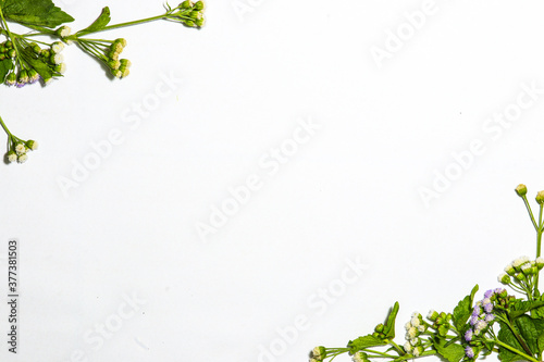 white background with whiteweed flowers in the upper left corner and the lower right corner. suitable for ppt photo