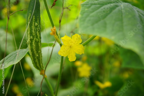 Yellow flower in the garden, The cucumber and its flowers are growing on the tree