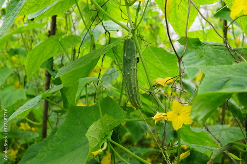 The cucumber and its flowers are growing on the tree