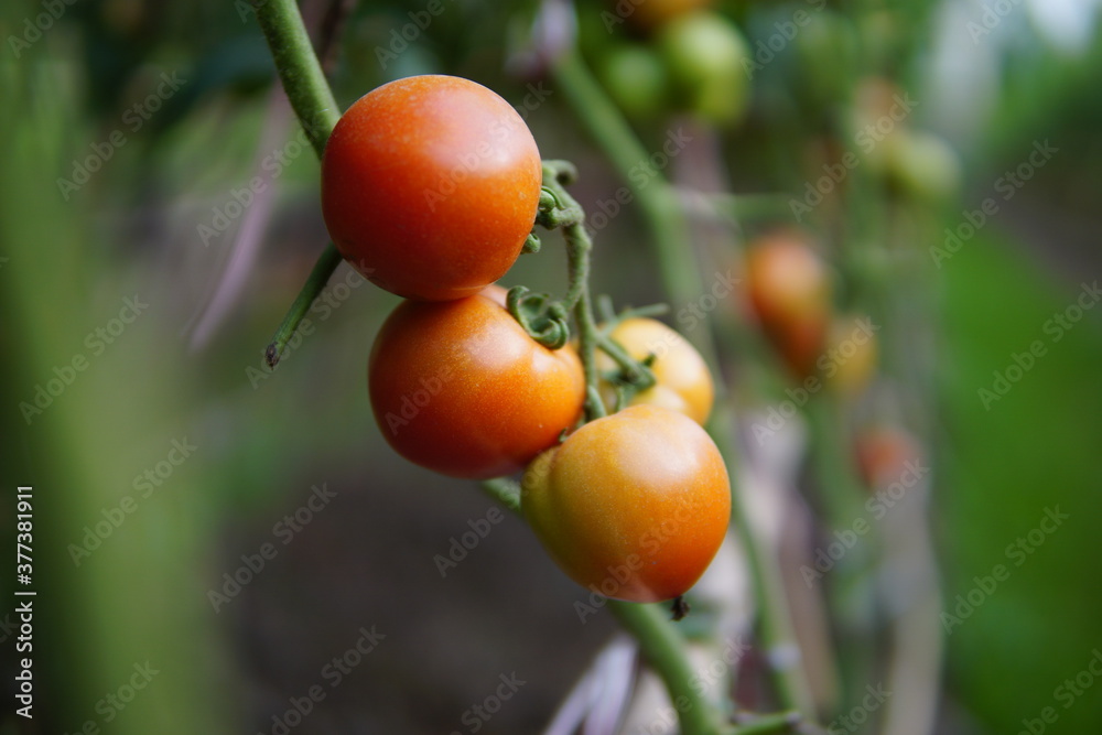 four ripe fruits are on the tree in the garden four ripe fruits are on the tree in the garden