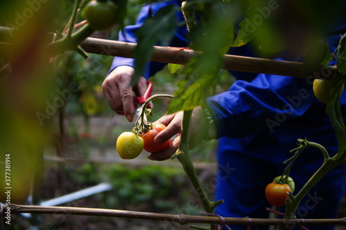 The farmer harvests the tomatoes with scissors, tomatoes in the garden,