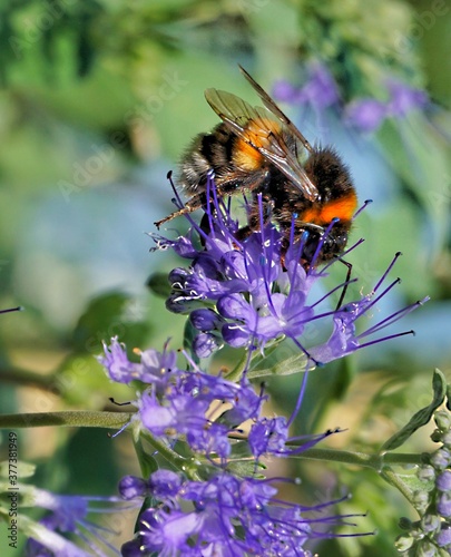 bee on a flower © Wilfried