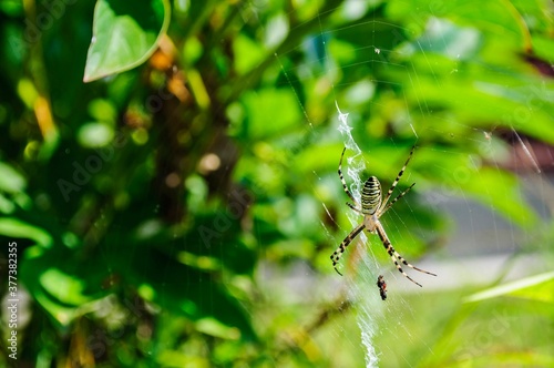 Female spider Argiope bruennichi waiting for prey.  photo