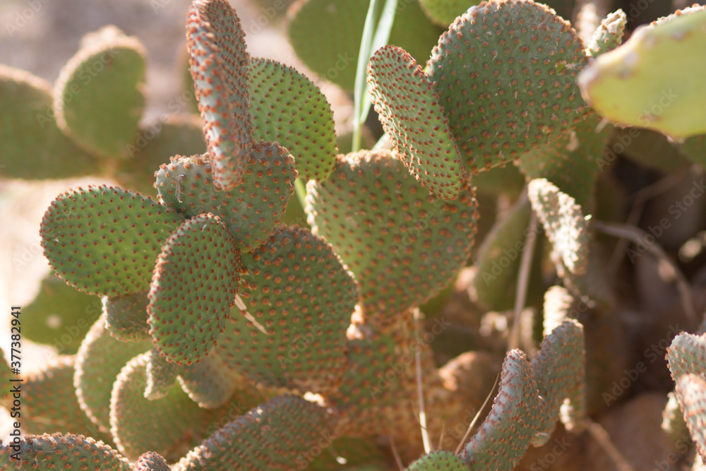 Cactus. Cactus.