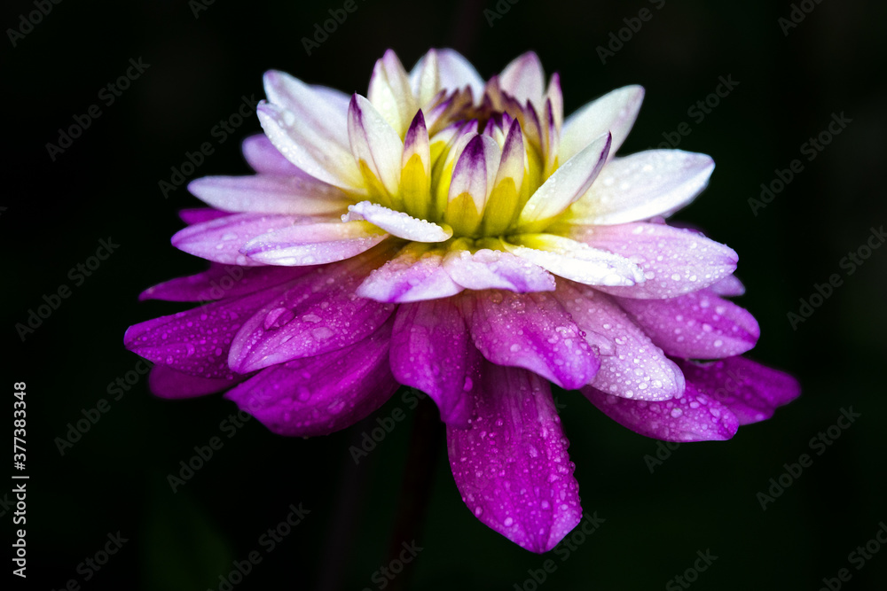 pink dahlia flower on black background pink dahlia flower on black background