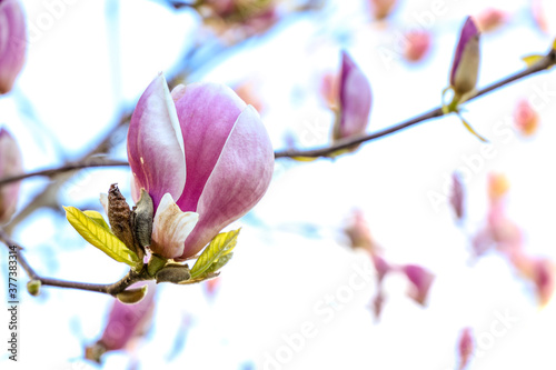 Magnolia tree blossom blooming, Seattle Washington